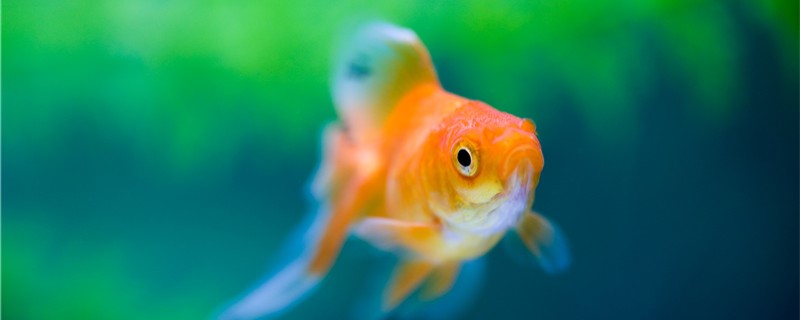 Do goldfish have teeth? How to eat?