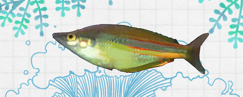 Is it easy to raise the little rainbow fish in Australia? How to raise it?