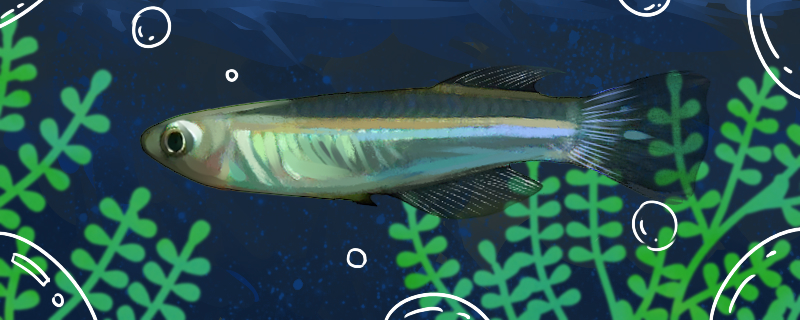 Is the blue-eyed mackerel easy to raise? How to raise it?