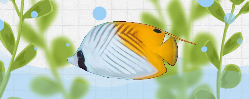 Is the silk butterfly fish easy to raise? How to raise it?