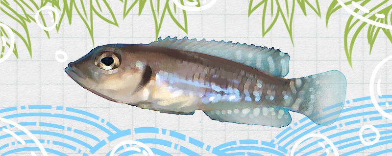 黑珍珠贝鱼好养吗，怎么养