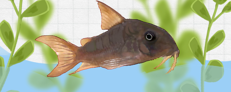 紅帆鼠魚は飼いやすいですか、どうやって飼いますか