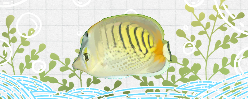 Is it easy to raise butterfly fish? How to raise it?