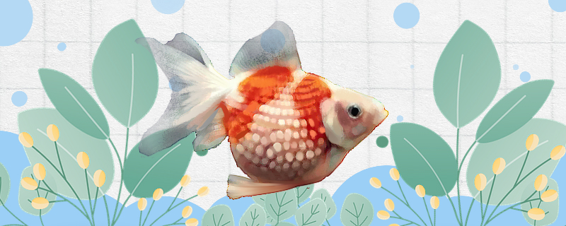 Is phoenix-tail pearl fish easy to raise? How to raise it?
