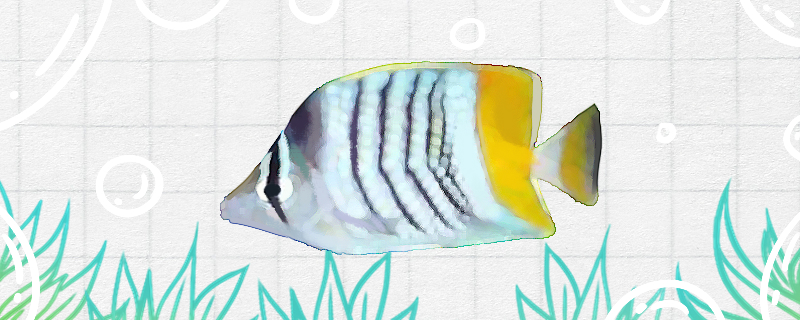 Is it easy to raise the butterfly fish? How to raise it?
