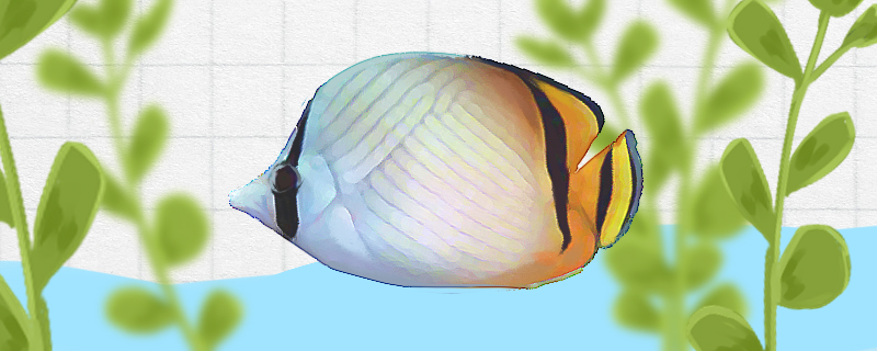 Is it easy to raise the twill butterfly fish? How to raise it?