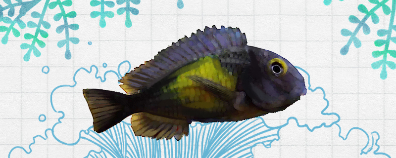 Is the sun spot butterfly fish easy to raise? How to raise it?