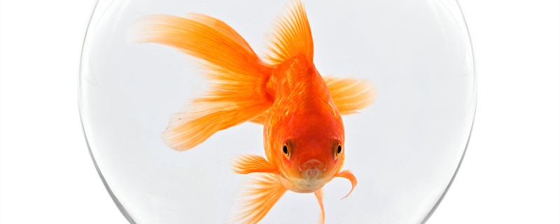 Should goldfish be fed every day? What time is better to feed?