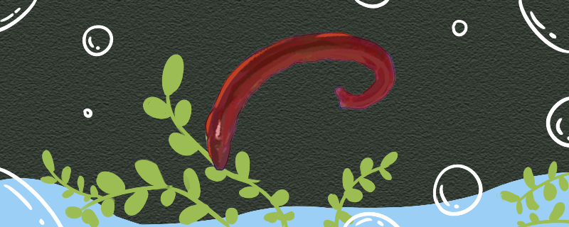 Can red worms be kept in water? Can they be kept in soil?