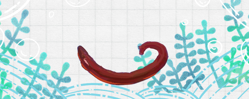 Will red worms die in water? How long can they be kept in water?