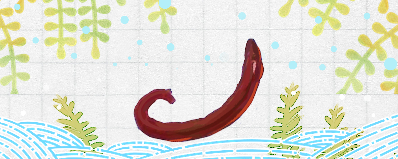 Can bloodworms be kept in water? Can they be kept in water all the time?