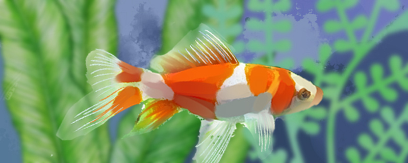 How is goldfish body crooked to return a responsibility? How to treat?