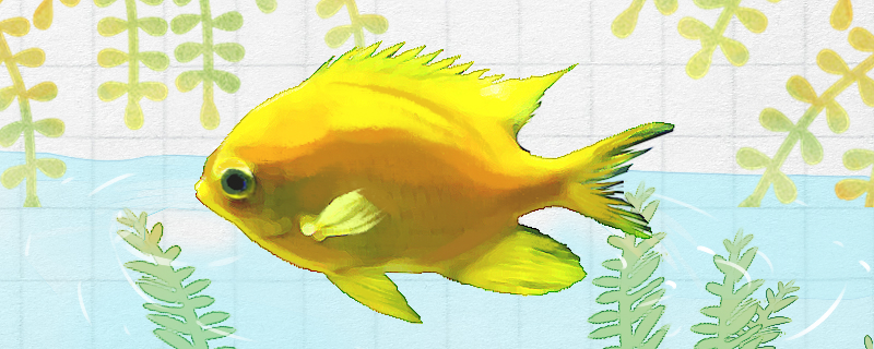 Is golden damselfish easy to raise? How to raise it?