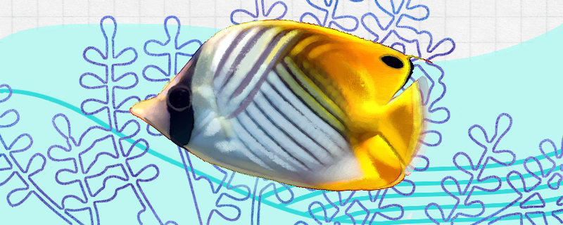 Is the herringbone butterfly fish easy to raise? How to raise it?