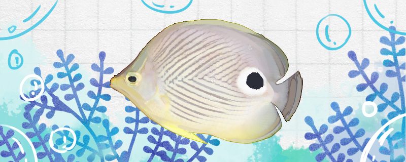 Is the four-eyed butterfly fish easy to raise? How to raise it?