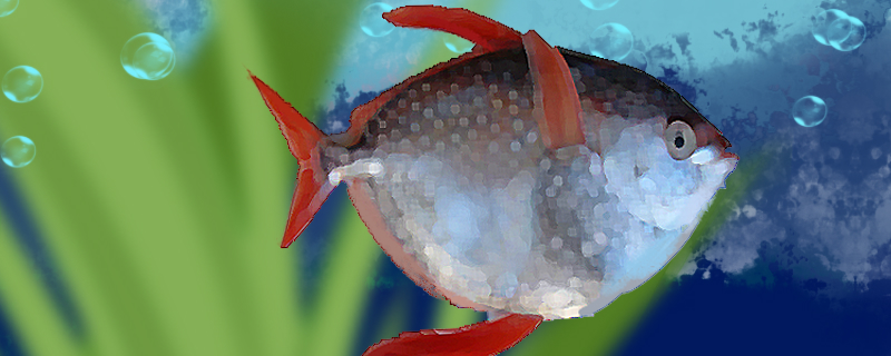 Is the moon fish easy to raise? How to raise it?