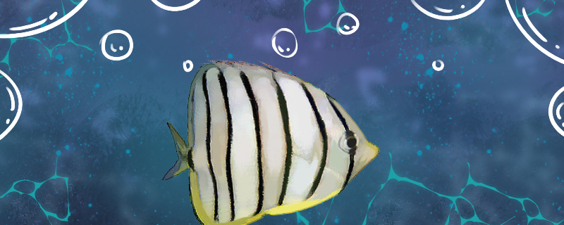 Is it easy to raise butterfly fish with eight bands? How to raise it?