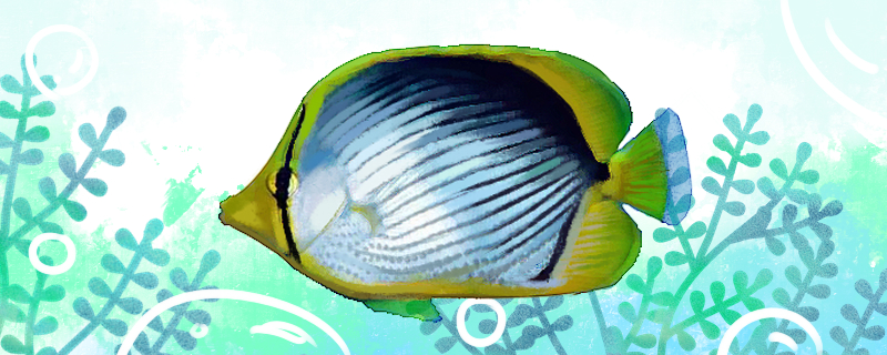 Is the black-backed butterfly fish easy to raise? How to raise it?