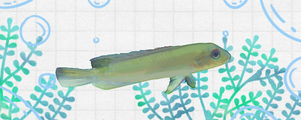 蓝肚凤凰鱼好养吗,怎么养