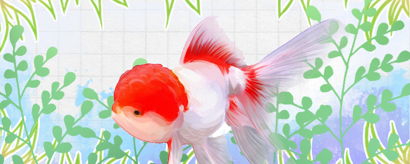 Can goldfish spend the winter in an outdoor pond? How often are they fed outdoors during the winter?