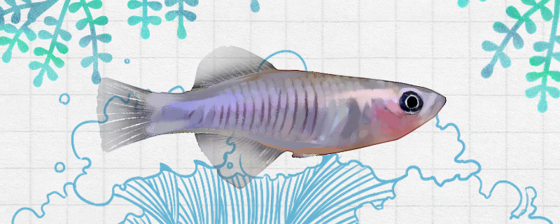 Is zebra queen mackerel easy to raise? How to raise it?