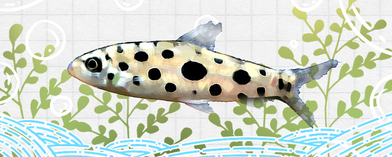 Is the spotted rabbit lantern fish easy to raise? How to raise it?