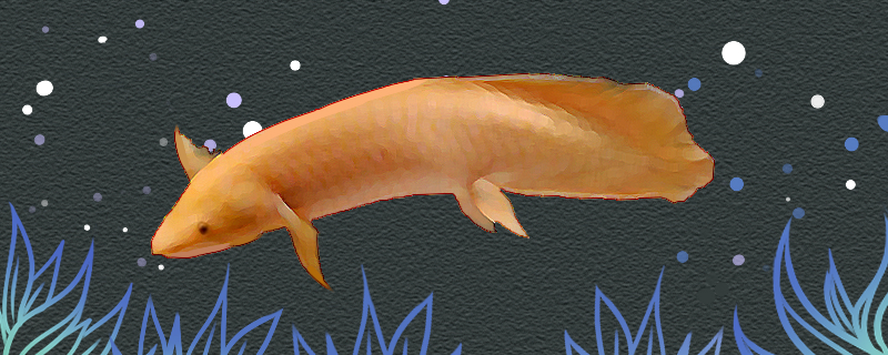 Is Oceania lungfish easy to raise? How to raise it?