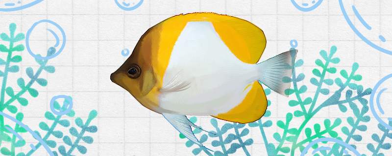 Is it easy to raise butterfly fish? How to raise it?
