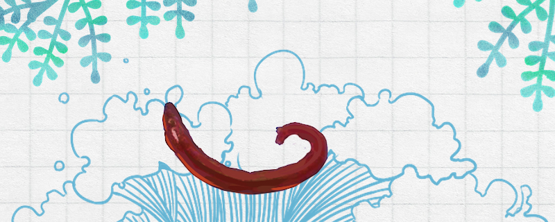 Can red worms be raised? How to raise them?