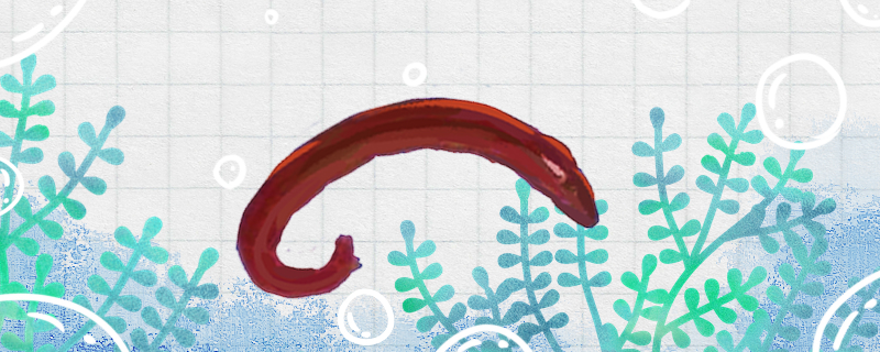 买回来的红线虫怎么养能放水里养吗 鱼缸风水