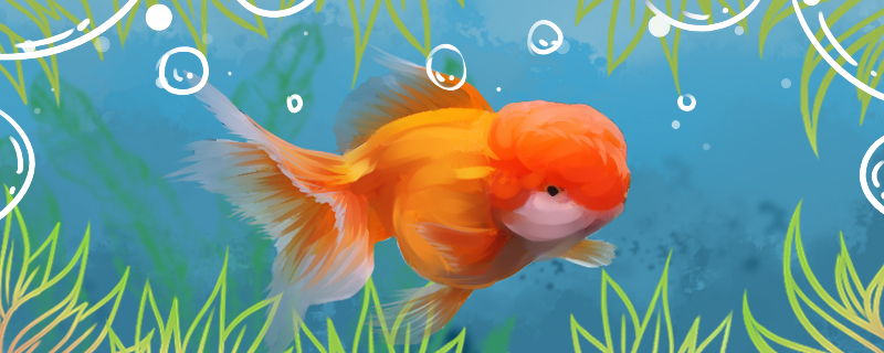 Does goldfish grow fast? How many centimeters can it grow in a month?