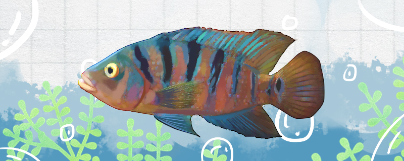 Is the eight-line fire mouth fish easy to raise? How to raise it?