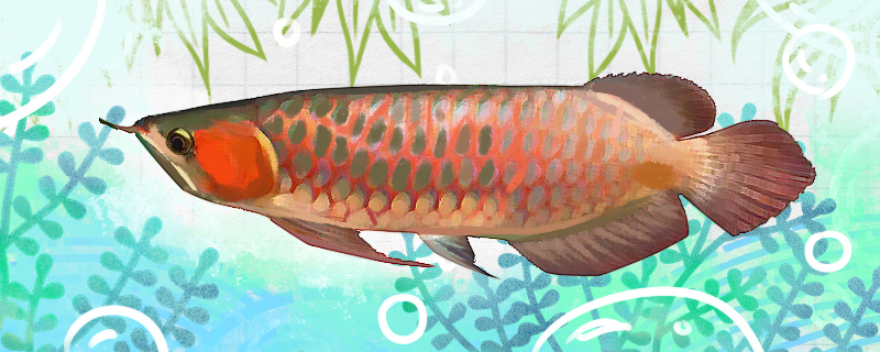 Is the thin frame red arowana easy to raise? How to raise it?