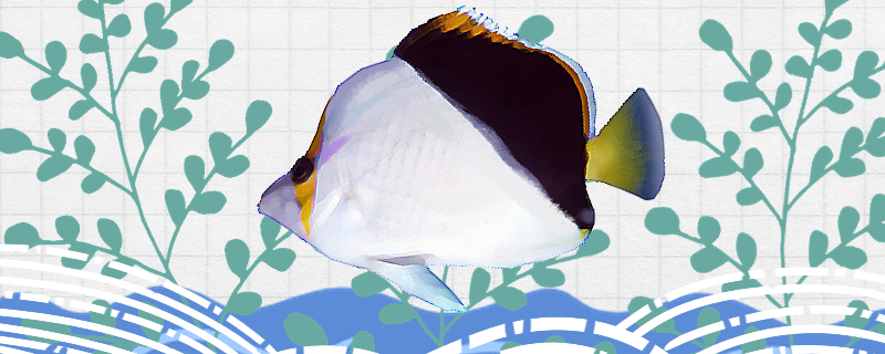 Is butterfly fish easy to raise? How to raise it?