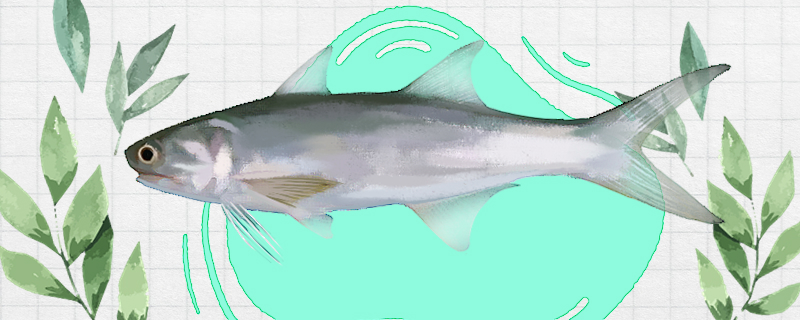 马友鱼是海鱼还是淡水鱼，生活在哪里