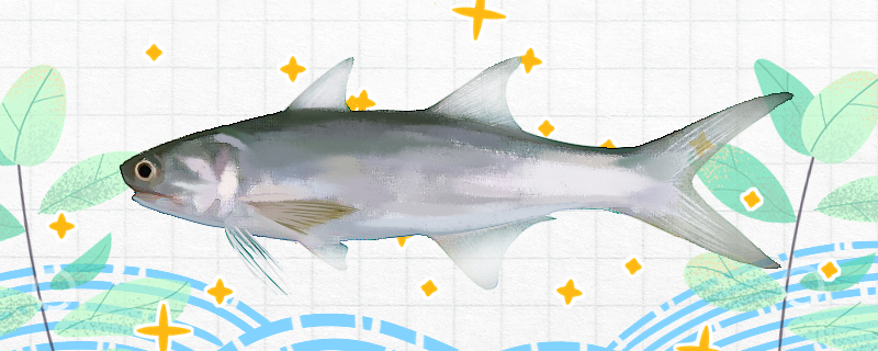 马友鱼是什么鱼，是海水鱼吗