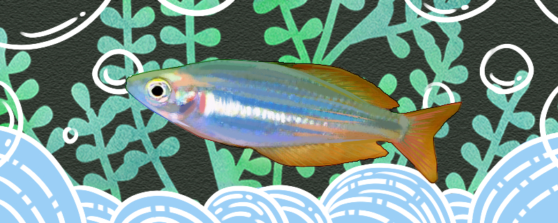 Is the big-eyed rainbow silverside fish easy to raise? How to raise it?