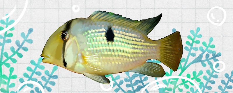 Is it easy to raise the vassal king's earth-eating bream? How to raise it?