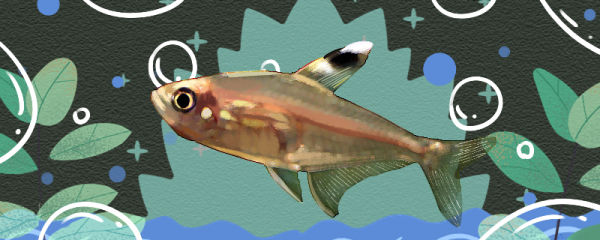 高帆银旗鱼好养吗,怎么养