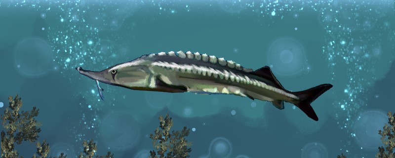 Is Yangtze sturgeon the same as Chinese sturgeon? What's the difference?