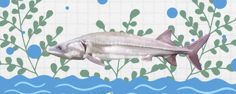 What level of protection is the Chinese sturgeon and where does it live?
