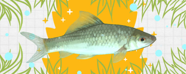 红眼鱼吃什么食物，吃玉米吗