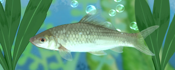 红眼鱼能长多大，能活多久