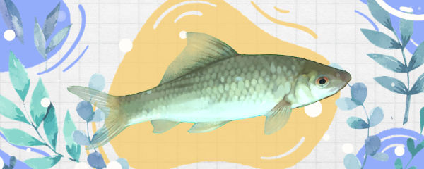 红眼鱼是什么鱼，生活在哪里