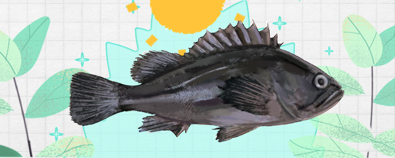黑头鱼是石斑鱼吗，是黑鱼吗
