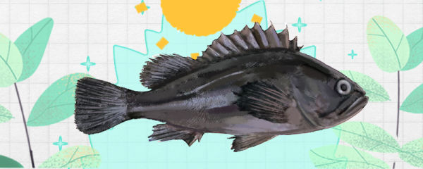 黑头鱼是石斑鱼吗，是黑鱼吗