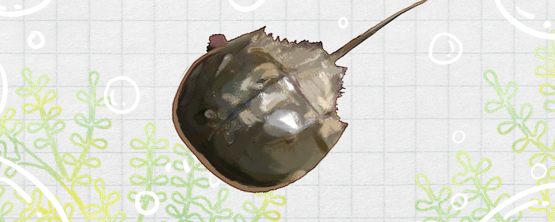 Is the horseshoe crab poisonous? Where is the poison?