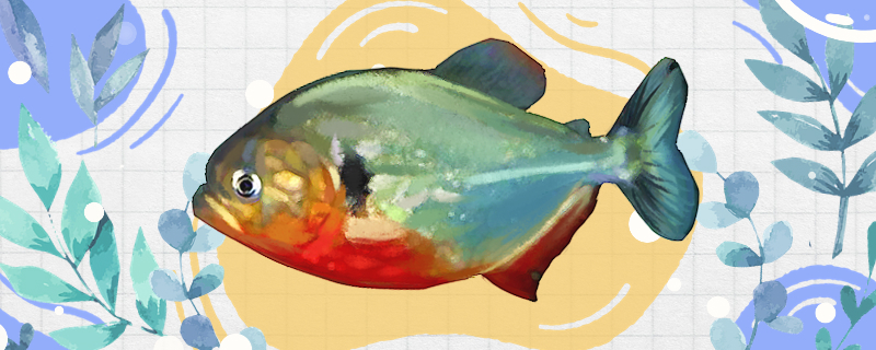 黑纹红腹食人鱼好养吗，怎么养