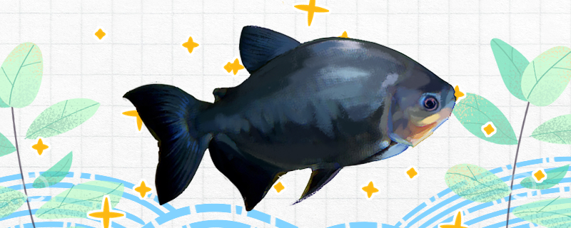 黑银板鱼好养吗，怎么养