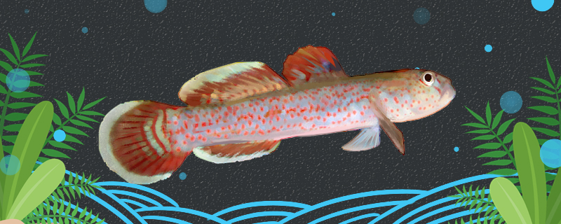 红斑短吻虾虎鱼好养吗，怎么养